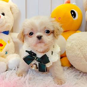 ShihPOO