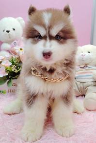 Wooly Husky
