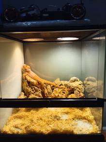 Bearded dragon
