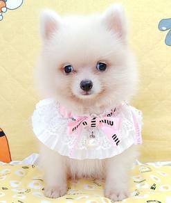 Pomeranian