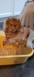 2 ekor Hamster manja 