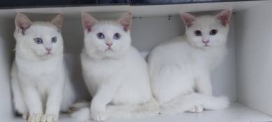 BSH mix PERSIAN 
