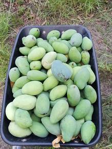 harumanis perlis