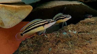 Julidochromis ornatus 