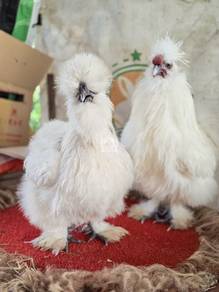 American Silkie