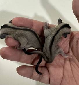 Sugar Glider