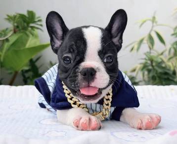 FRENCH BULLDOG PUPPIES VIP161🌻Cute & Healthy Boy