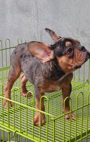 GGTT-9000 French Bulldog puppies