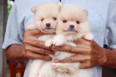Pomeranian