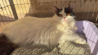 British Longhair Bicolor