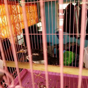 burung jalak 