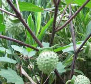 Benih Pokok Kecubung