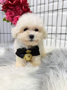 PPQ1991 Bichon X Poodle adorable cute puppy