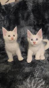 Mainecoon kittens 