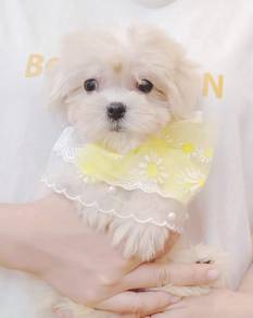 Maltese