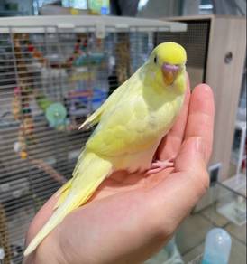 burung jinak