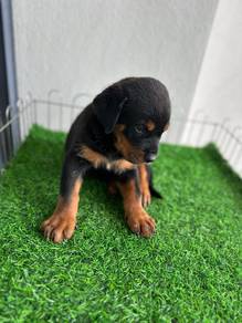 Rottweiler available2