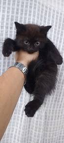 Kucing British Shorthair