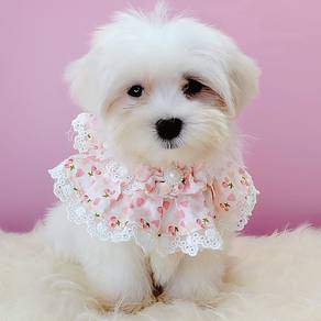 Maltese