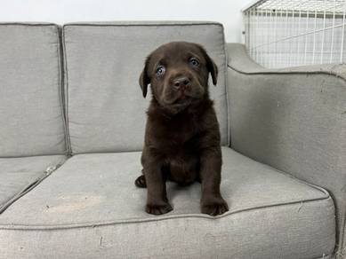 Chocolate Labrador