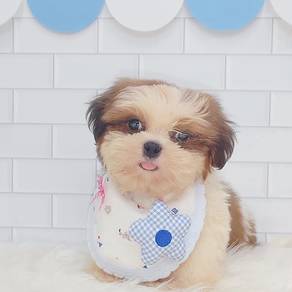 Shih Tzu