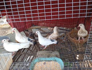 burung merpati putih