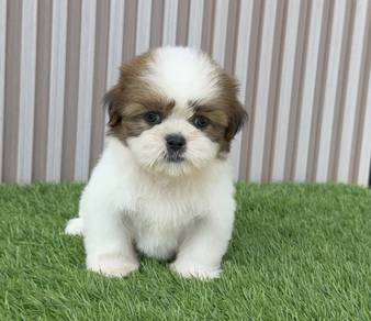 SHIH TZU PUPPIES A326 🌻 Small Dog Available