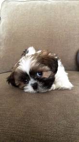 Yippy Shih Tzu / Shihpoo / Cute / Tricolor / Teddy