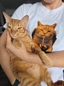 Cute orange kitten 9 months adoption