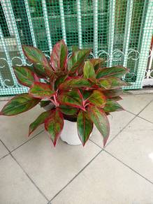 Aglaonema Red Siam