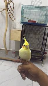 cockatiel female