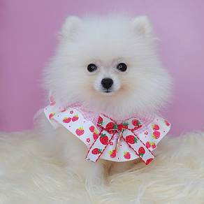 Pomeranian