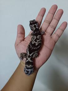 Fat tailed gecko