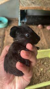 Guinea Pig 