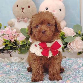 Poodle
