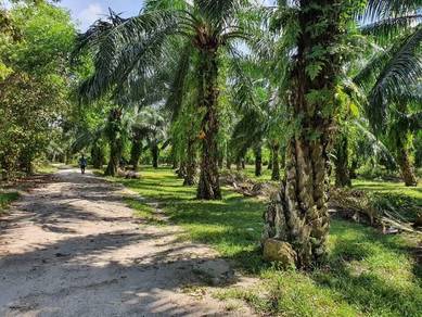 Agricultural Land in Batu Kurau, PRK