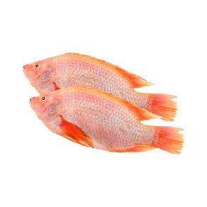 Tilapia / Talapia Merah