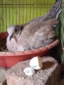Burung terkukur mesin