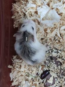 Hamster full set tanpa cage