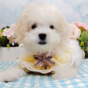 Maltipoo