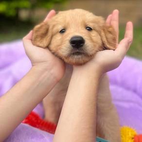Golden Retriever x