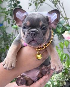 FRENCH BULLDOG PUPPIES S233 🌻Cute Puppy Available