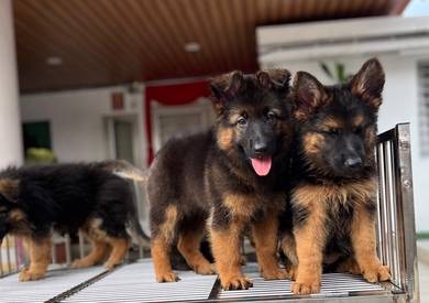 German shepherd