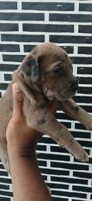 Daniff/mastiff  puppies 