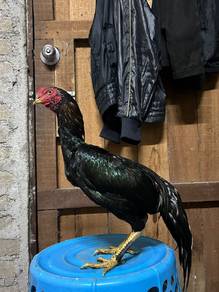 ayam