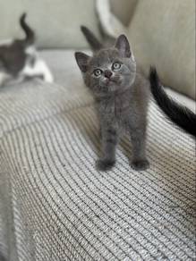 British cats for adoption