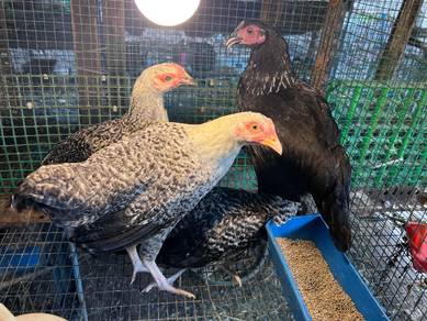4 ekor ayam Arab mixed bpr