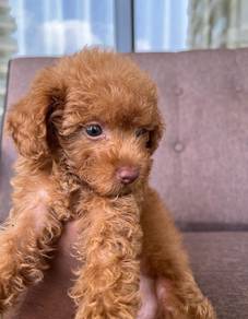 toy poodle puppies available 