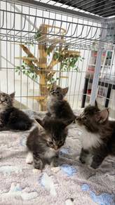 Mainecoon Mix