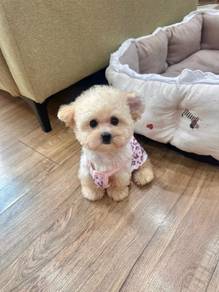 Mini poodle -Girl 